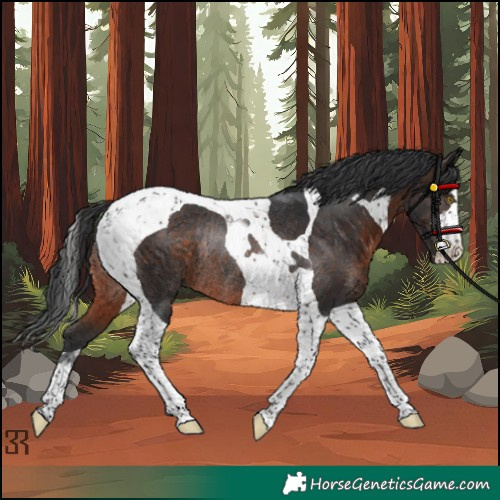 Horse Color:Brown Tobiano Rabicano 
