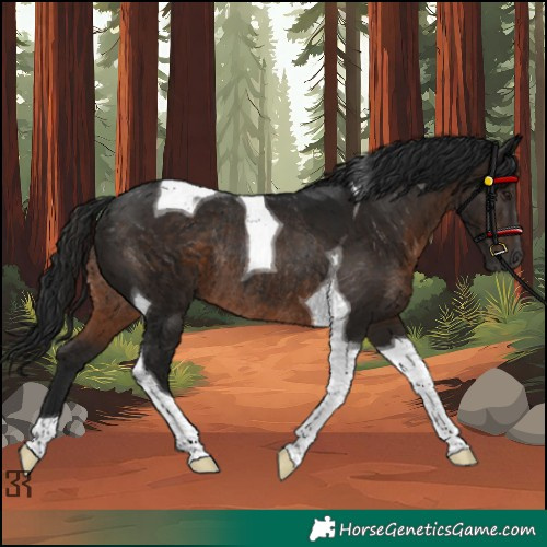 Horse Color:Gray Brown Tobiano Rabicano 
