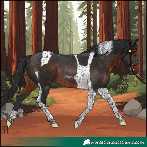 Horse Color:Brown Tobiano Rabicano