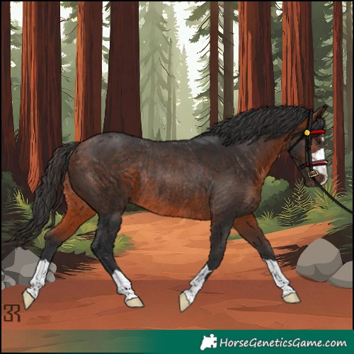 Horse Color:Bay Rabicano