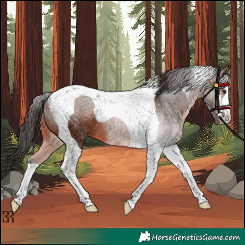Horse Color:Bay Tobiano Rabicano 