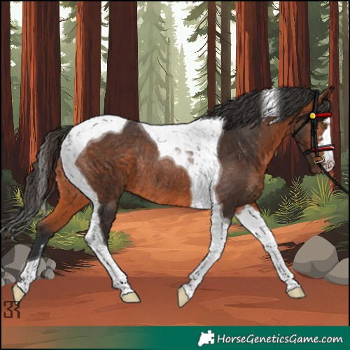 Horse Color:Bay Tobiano Rabicano 