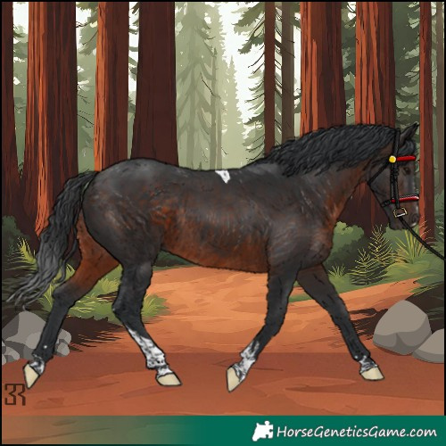 Horse Color:Brown Tobiano Rabicano 