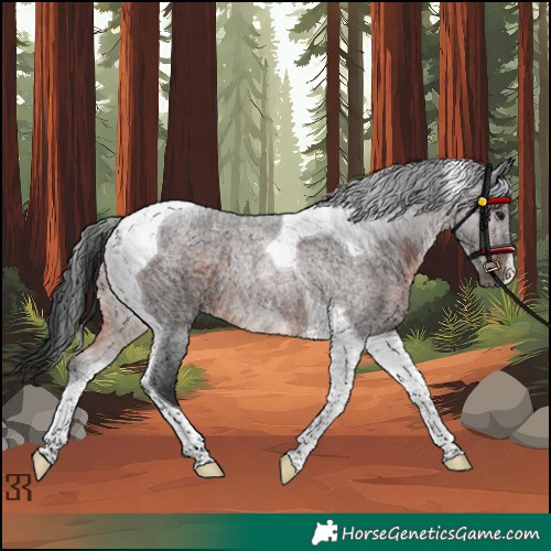Horse Color:Brown Roan Tobiano Rabicano 