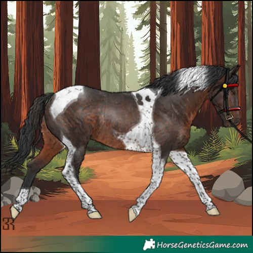 Horse Color:Brown Tobiano Rabicano