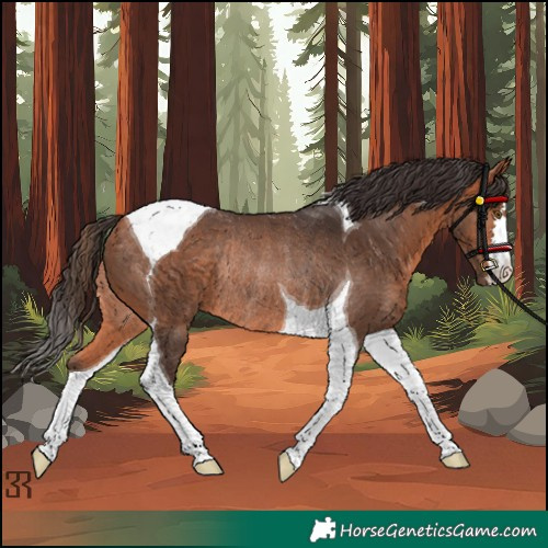 Horse Color:Bay Tobiano Rabicano 
