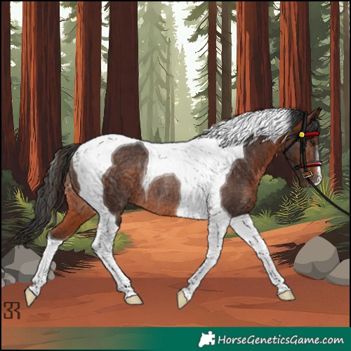 Horse Color:Bay Tobiano Rabicano