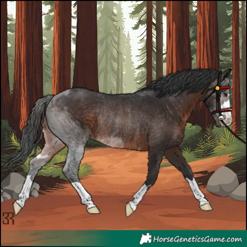 Horse Color:Brown Rabicano