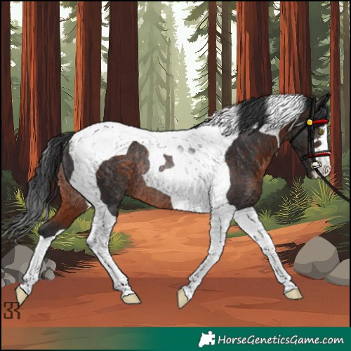 Horse Color:Brown Tobiano Rabicano