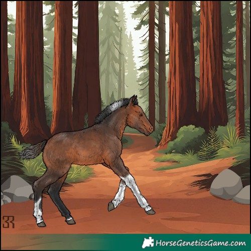 Horse Color:Bay Tobiano Rabicano 