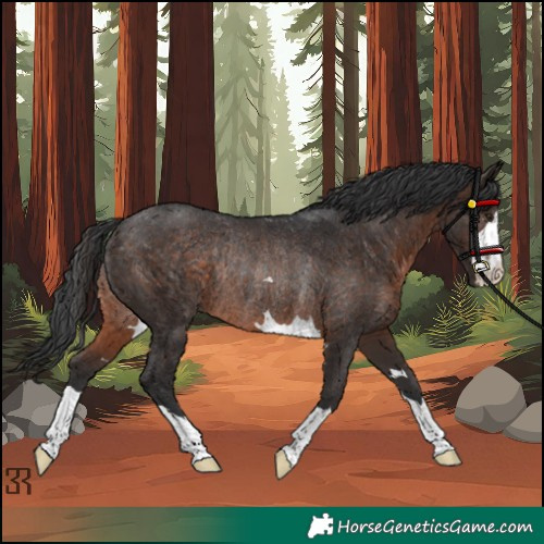 Horse Color:Brown Rabicano 