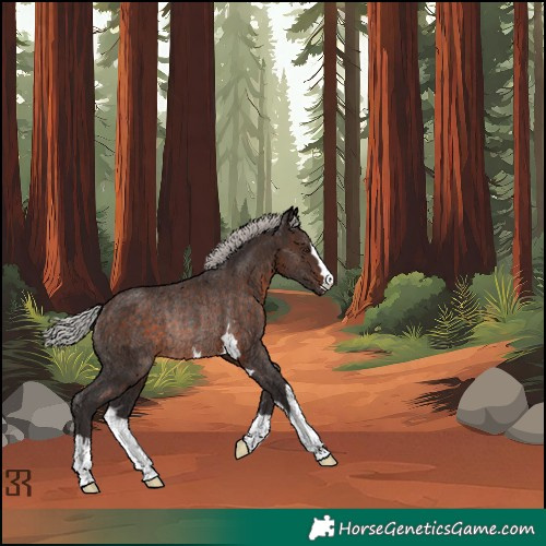 Horse Color:Silver Brown Rabicano 