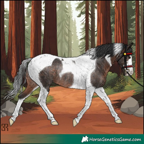 Horse Color:Brown Tobiano Rabicano 