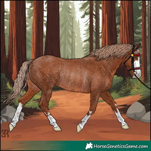 Horse Color:Chestnut Rabicano