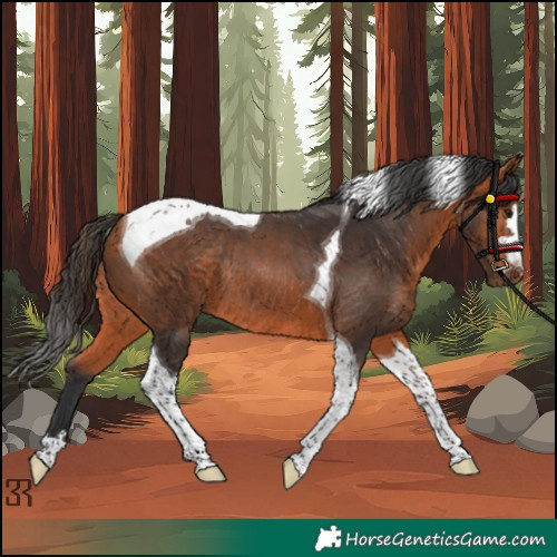 Horse Color:Bay Tobiano Rabicano 