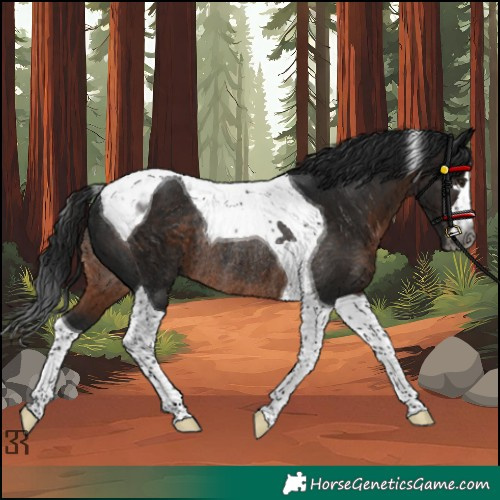 Horse Color:Gray Brown Tobiano Rabicano 