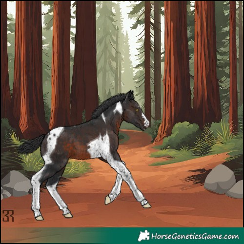 Horse Color:Brown Tobiano 