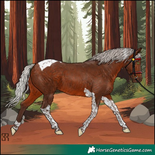 Horse Color:Silver Bay Tobiano