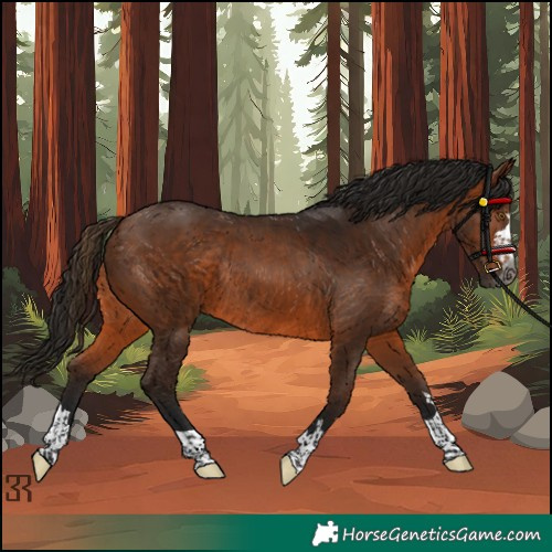 Horse Color:Gray Bay Rabicano 