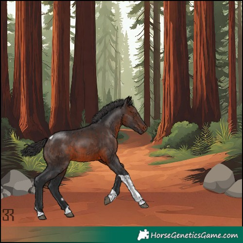 Horse Color:Brown Tobiano Rabicano
