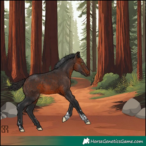Horse Color:Brown Tobiano