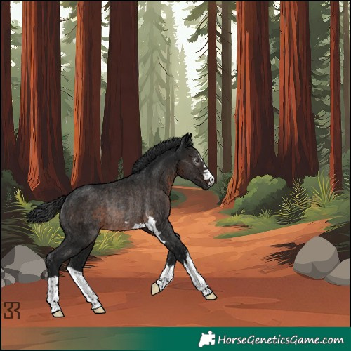 Horse Color:Gray Brown Rabicano