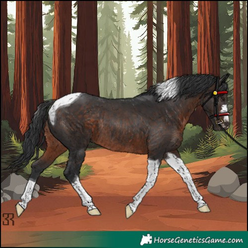 Horse Color:Brown Tobiano Rabicano