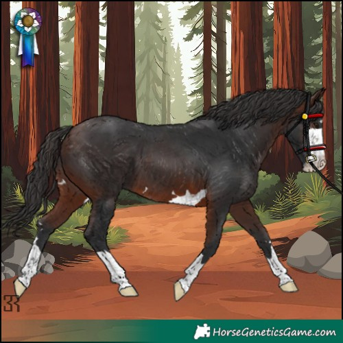 Horse Color:Brown 