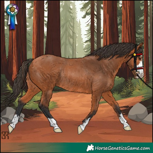 Horse Color:Bay Rabicano