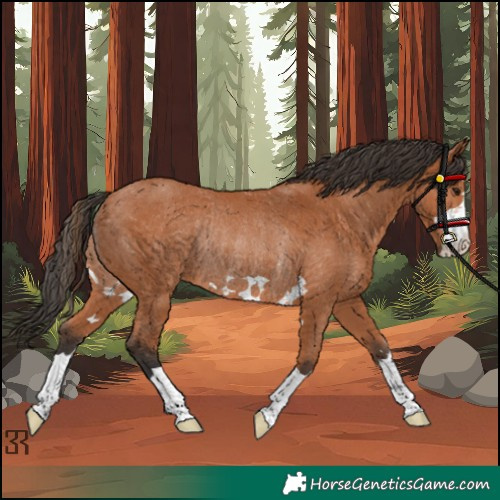 Horse Color:Bay Rabicano