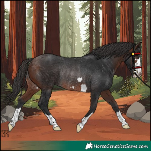 Horse Color:Brown Rabicano 