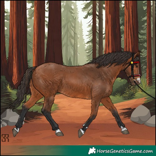 Horse Color:Bay 