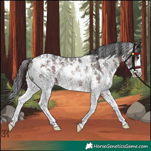 Horse Color:Brown Sabino Rabicano
