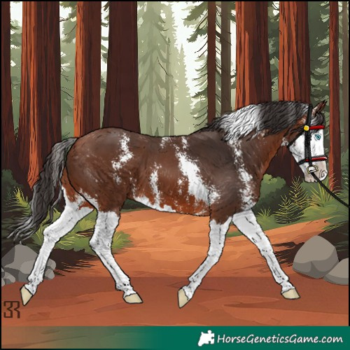 Horse Color:Bay Sabino Splash