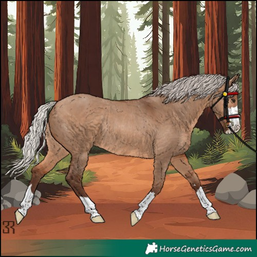 Horse Color:Silver Brown Dun Rabicano