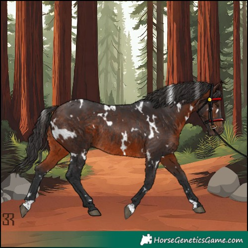 Horse Color:White Spotted Brown Rabicano