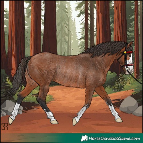 Horse Color:Bay Rabicano