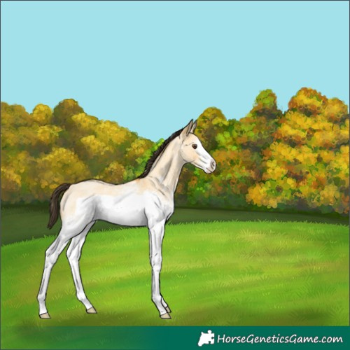 Horse Color:White Spotted Buckskin Roan Dun Frame Rabicano 