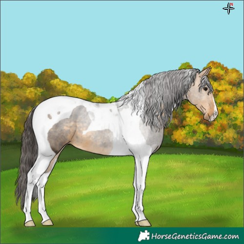Horse Color:Buckskin Tobiano 