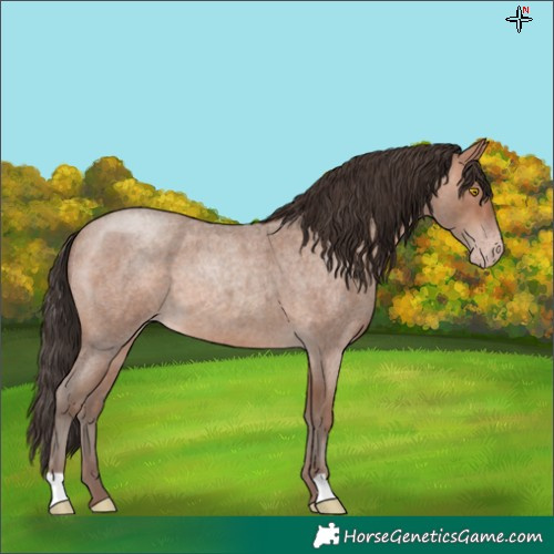 Horse Color:Sable Champagne Roan 