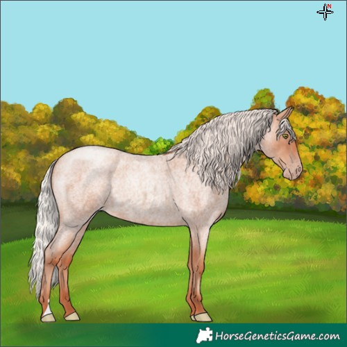 Horse Color:Silver Classic Champagne Roan
