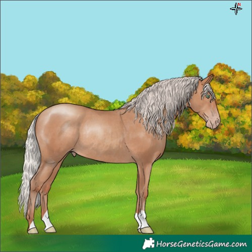 Horse Color:Silver Sable Champagne Rabicano 