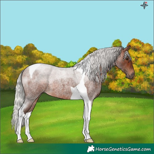Horse Color:Silver Brown Roan Tobiano 