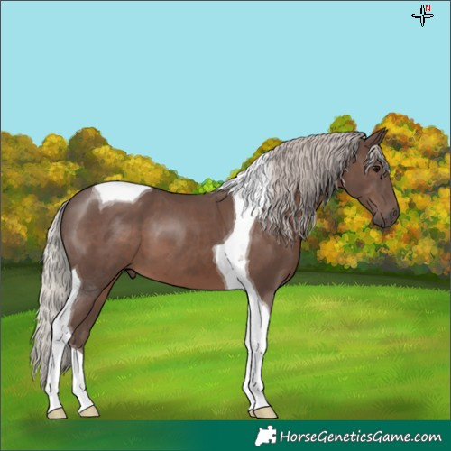 Horse Color:Silver Black Tobiano