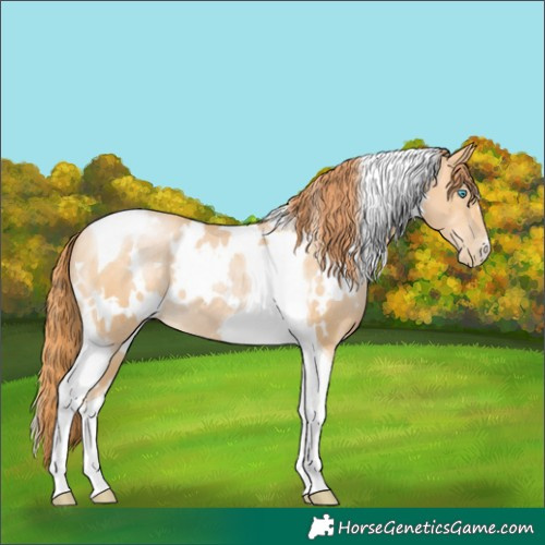 Horse Color:White Spotted Buckskin Pearl Tobiano 