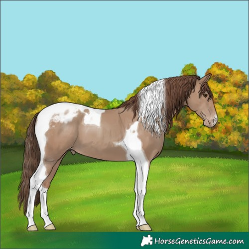 Horse Color:Classic Champagne Tobiano Blanket