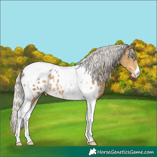 Horse Color:Silver Classic Cream Champagne Tobiano Near Leopard