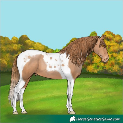 Horse Color:Brown Pearl Tobiano Varnish