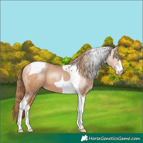 Horse Color:Brown Pearl Sabino Tobiano 