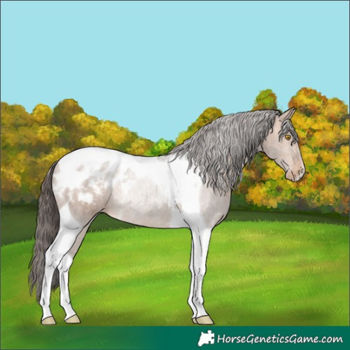 Horse Color:Sable Champagne Tobiano Blanket 